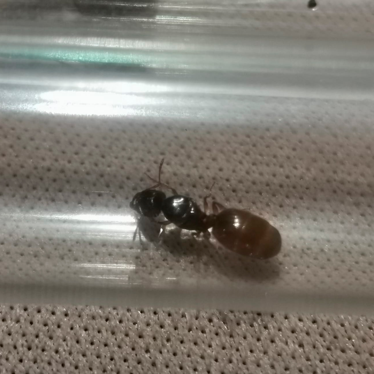 Hormiga a identificar