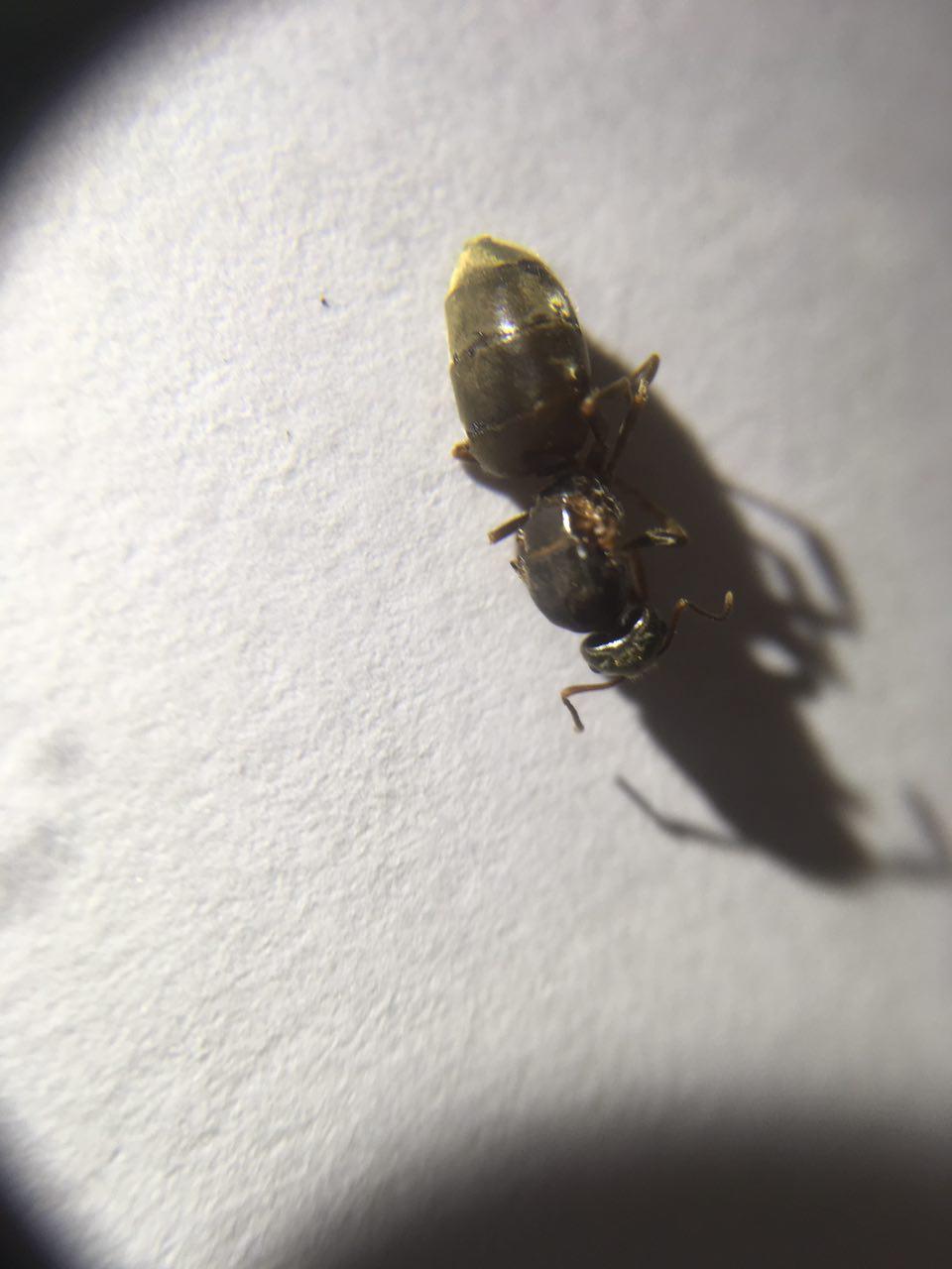 Ayuda identificar