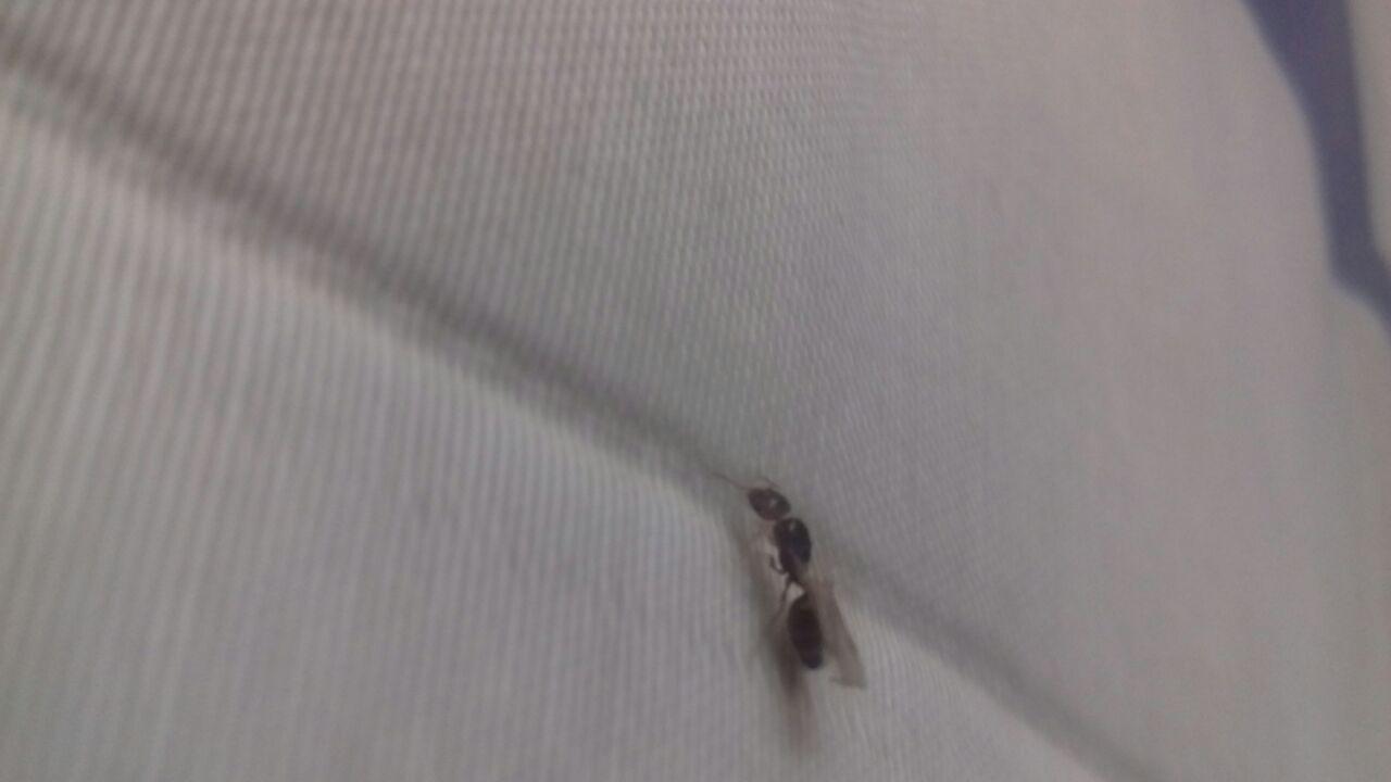 Pheidole Toledo