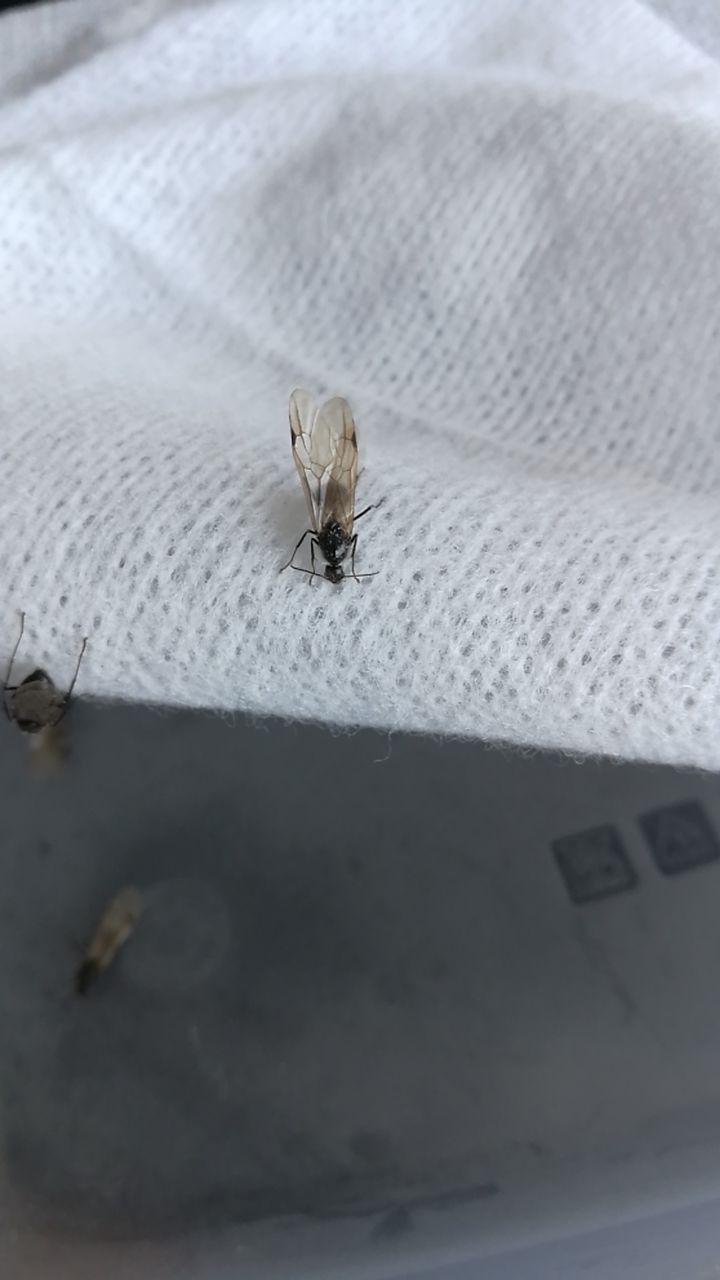 Posible lasius 2