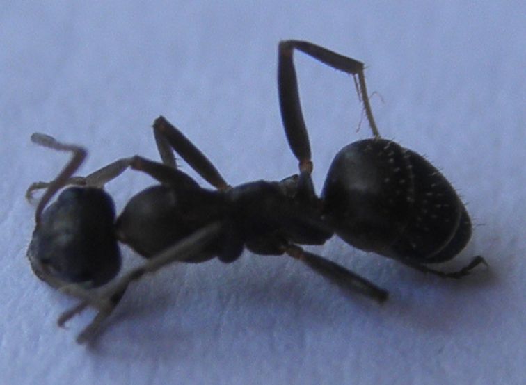 pinos10