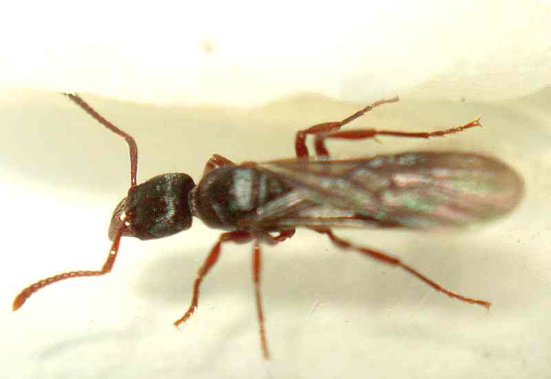 Ectatomma?_2