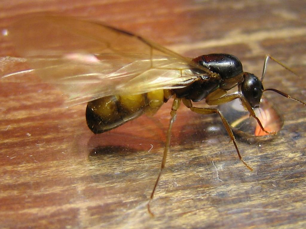posible camponotus