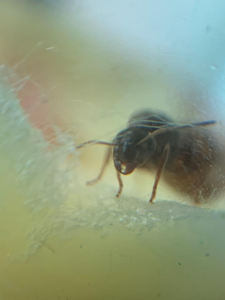 posible lasius 2