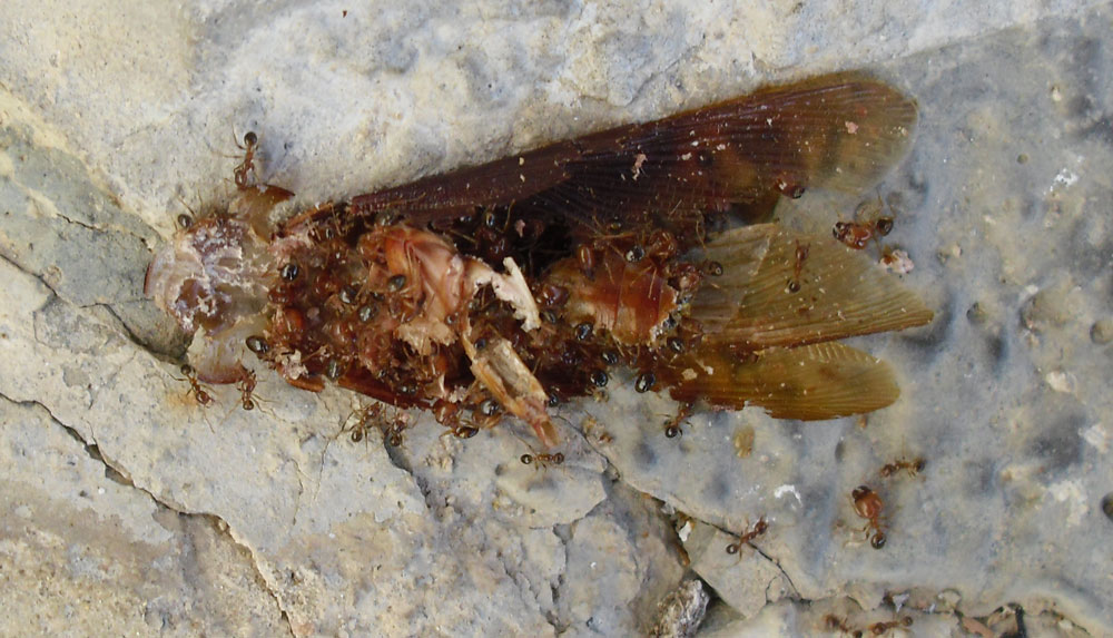 Pheidole?