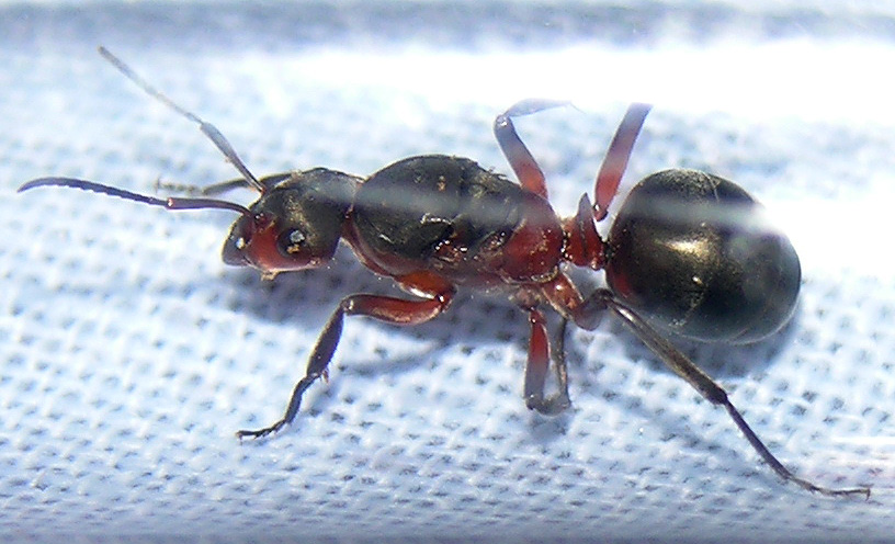 formica?