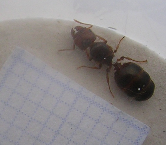 pheidole?