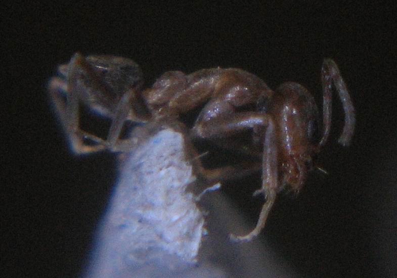 raos1