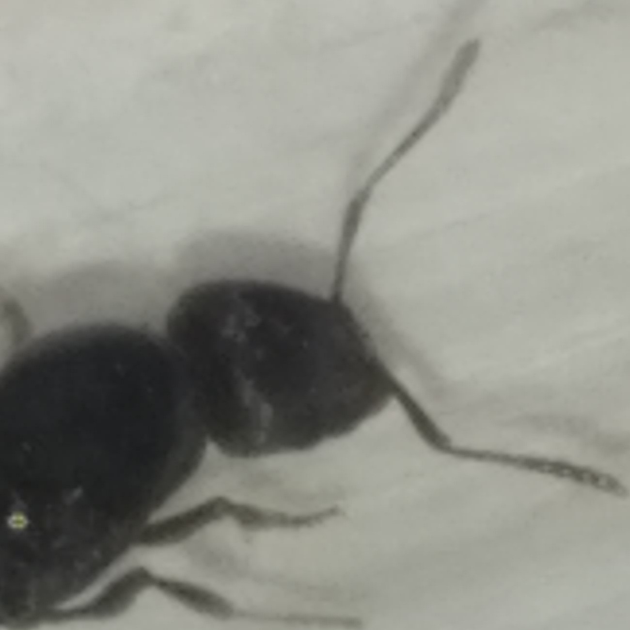 cabeza creo tetramorium�?