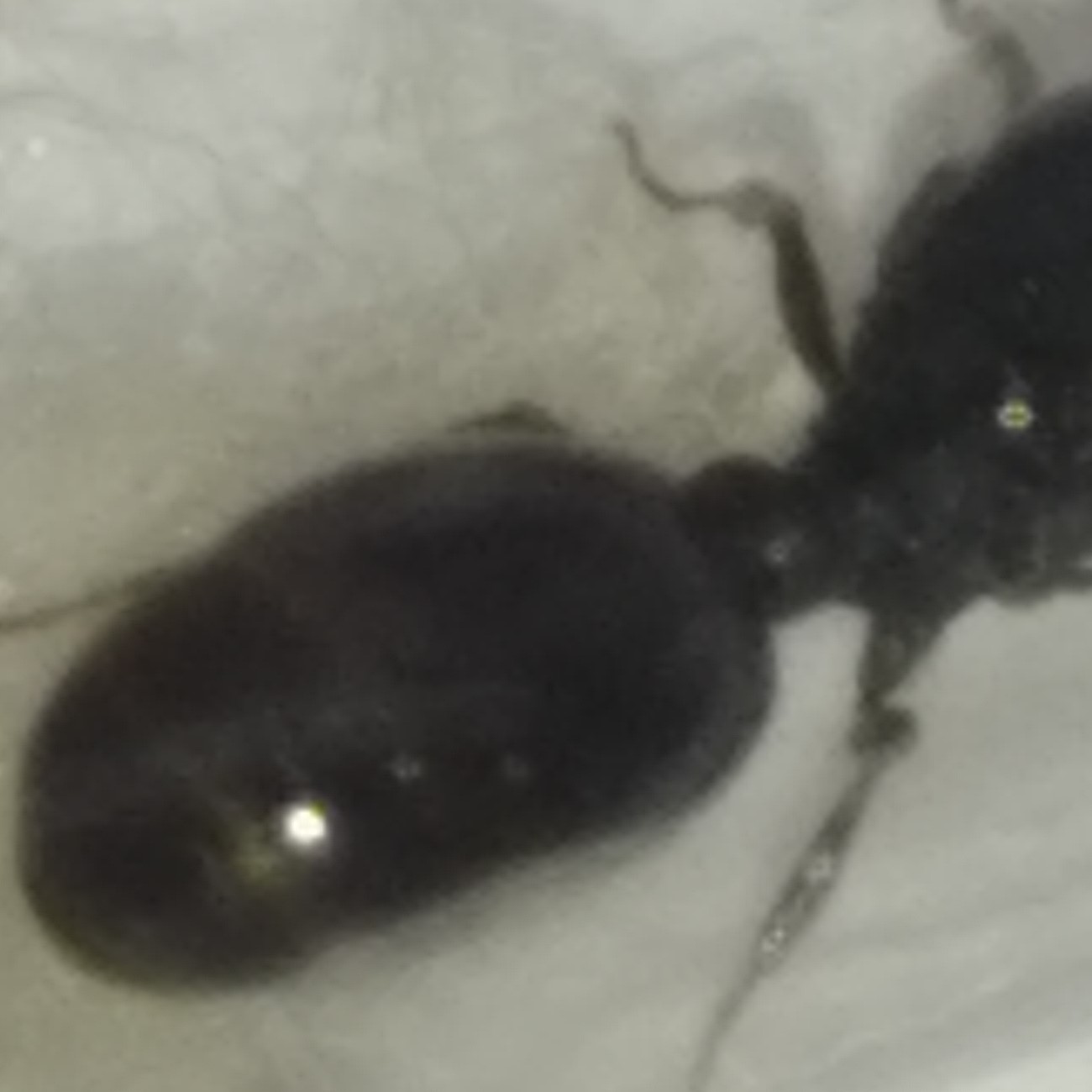 gaster tetramorium�?