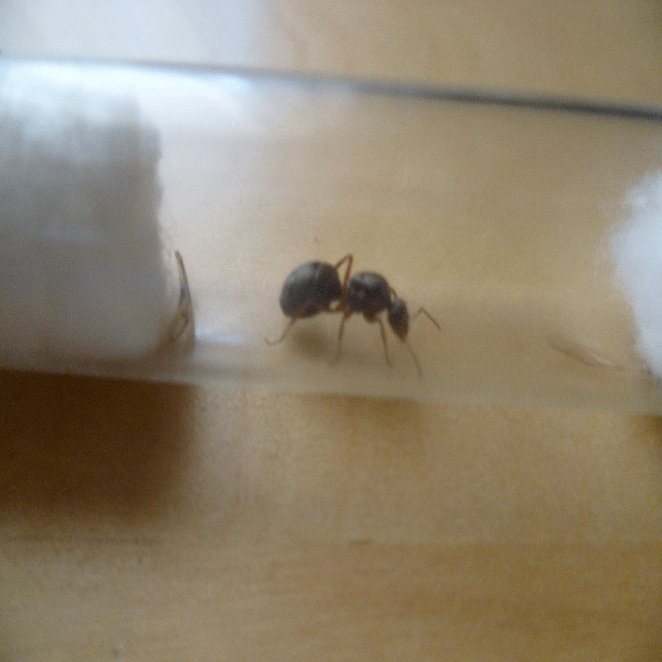 identificaci�n reina