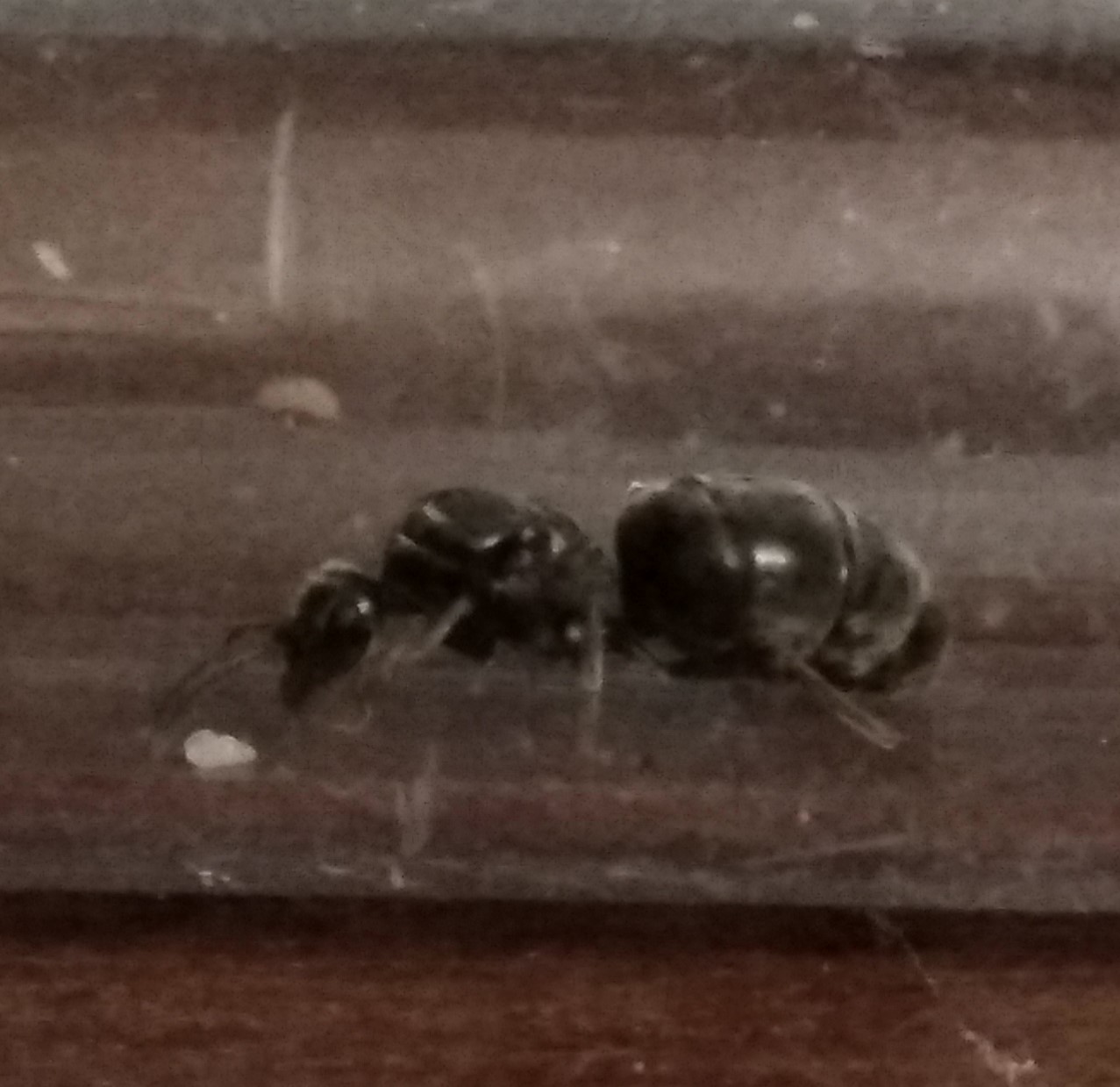 Reina sin identificar