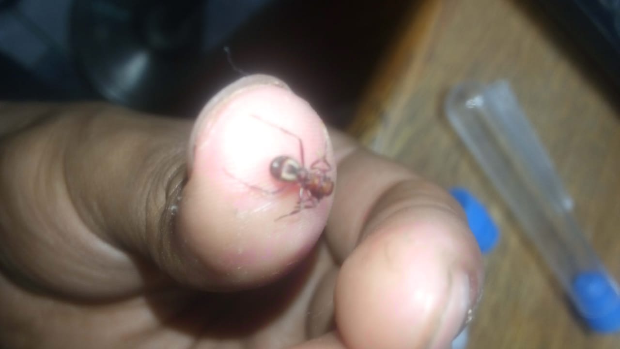 Reina 2 Acromyrmex