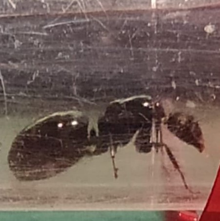 Reina sin identificar