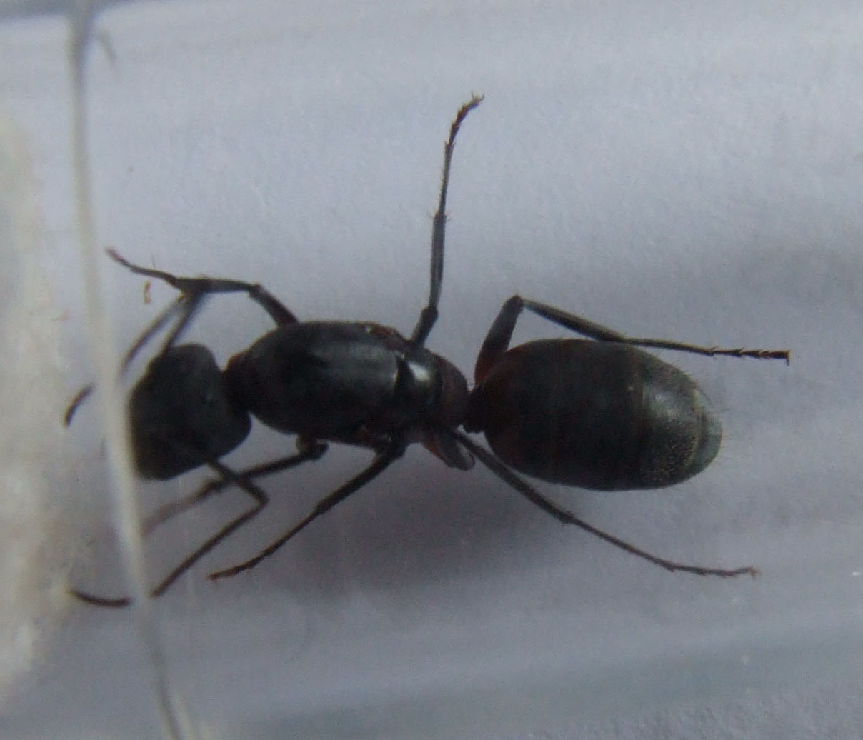 identificaci�n reina 2b