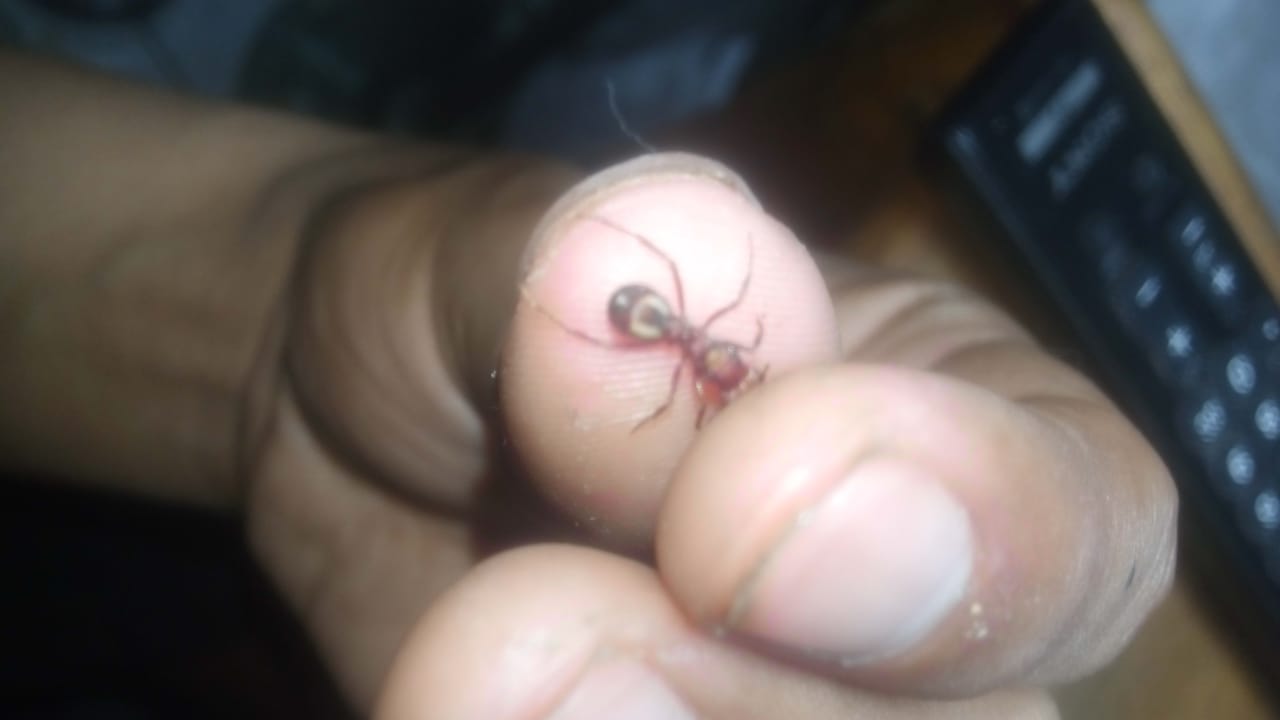 posible acromyrmex