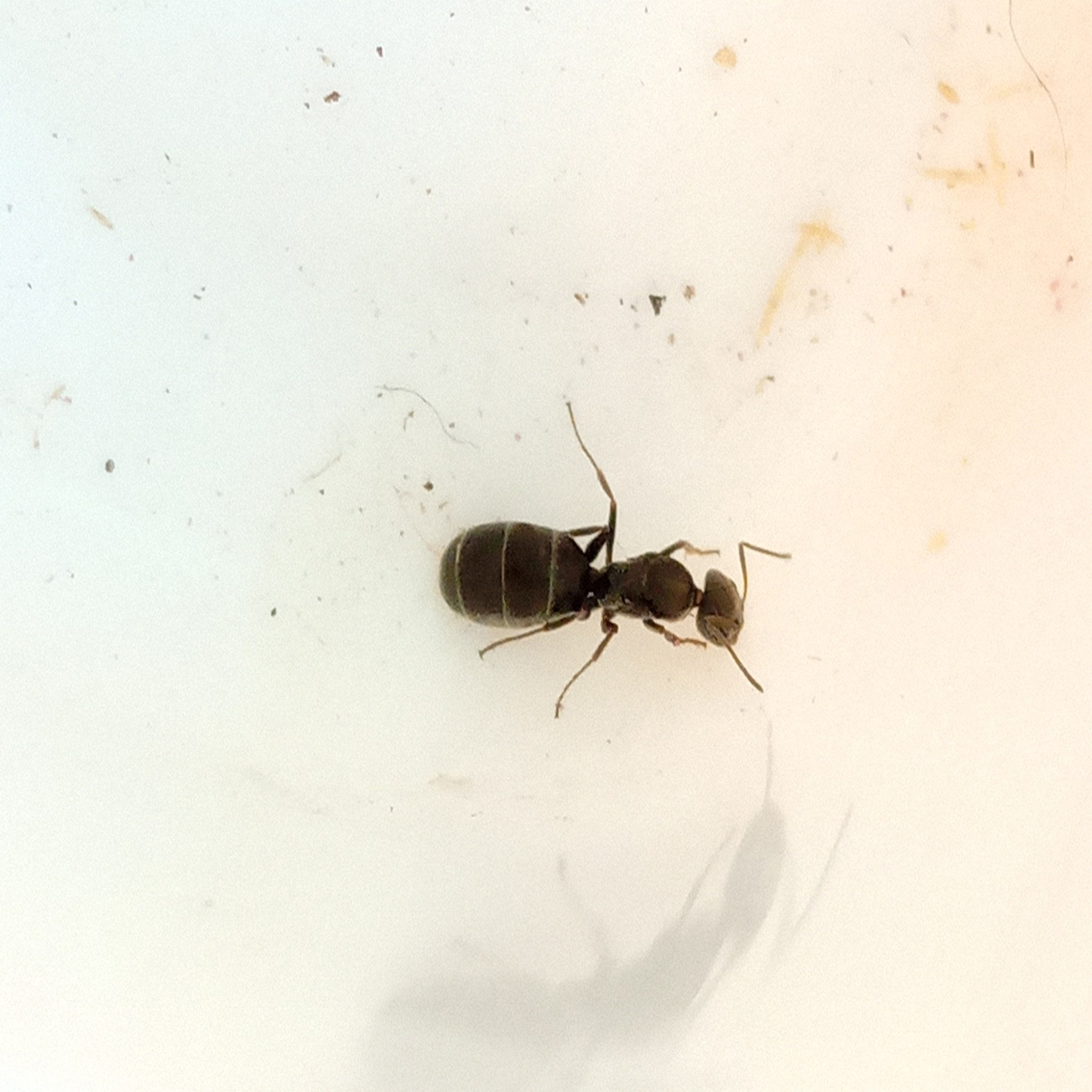 Reina a identificar 02