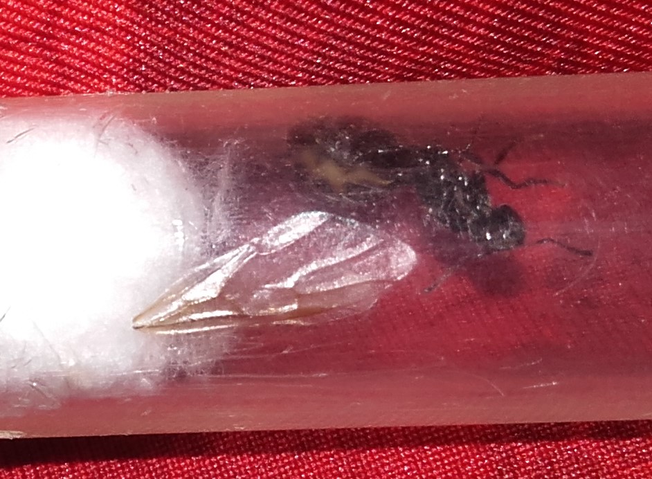 Reina identificar