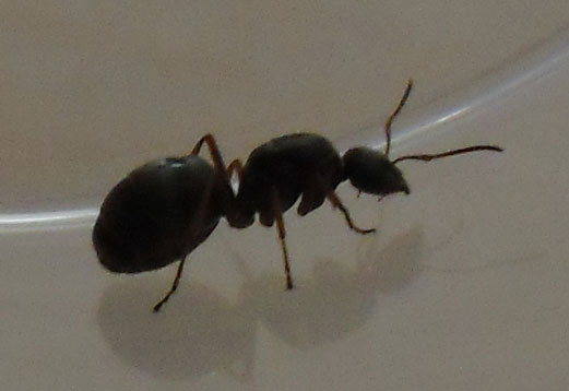 reina 5