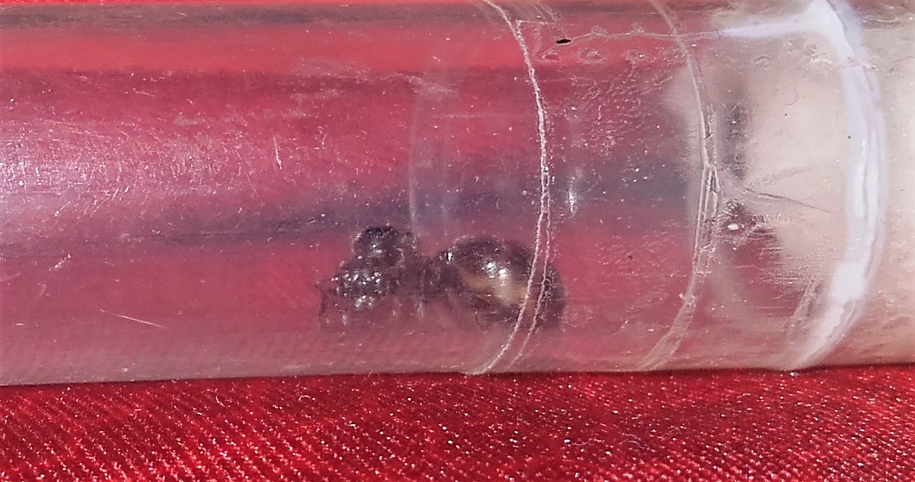Reina identificar