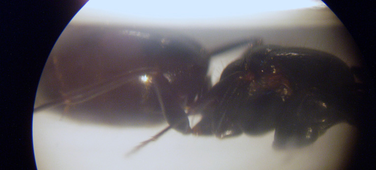 reina 5b025.jpg