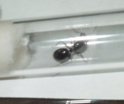 reina 5c026.jpg