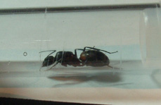 reina 6b028.jpg