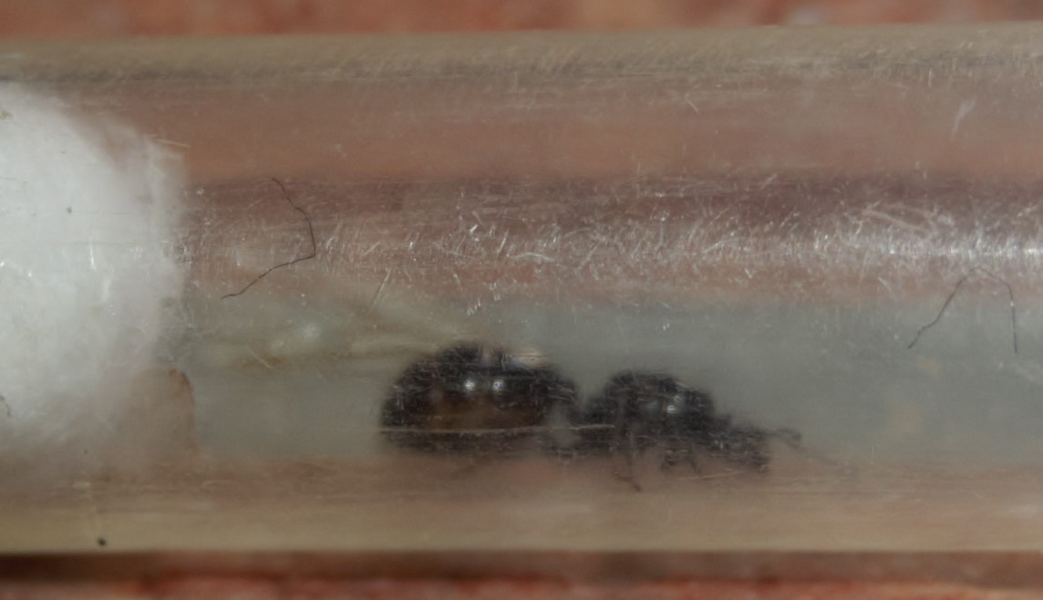 Reina identificar