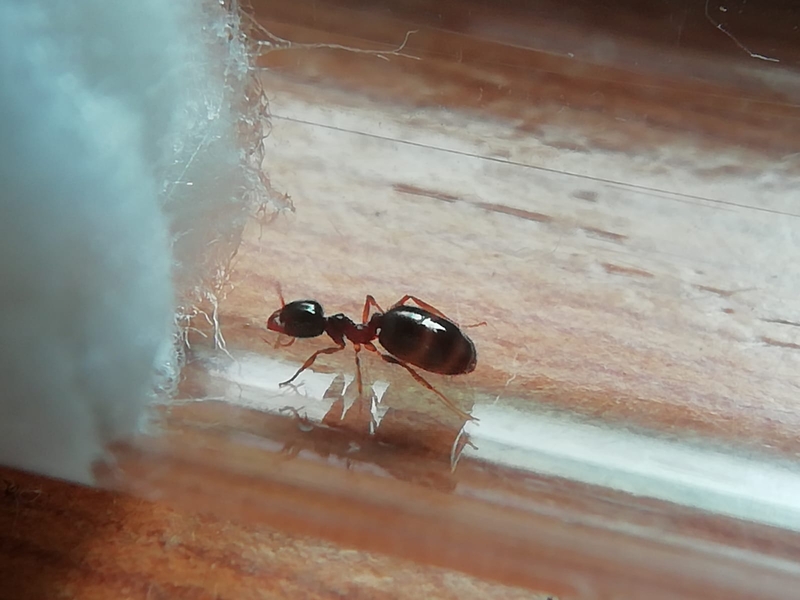 ayuda para identificar