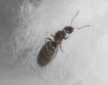 Reina a identificar 2