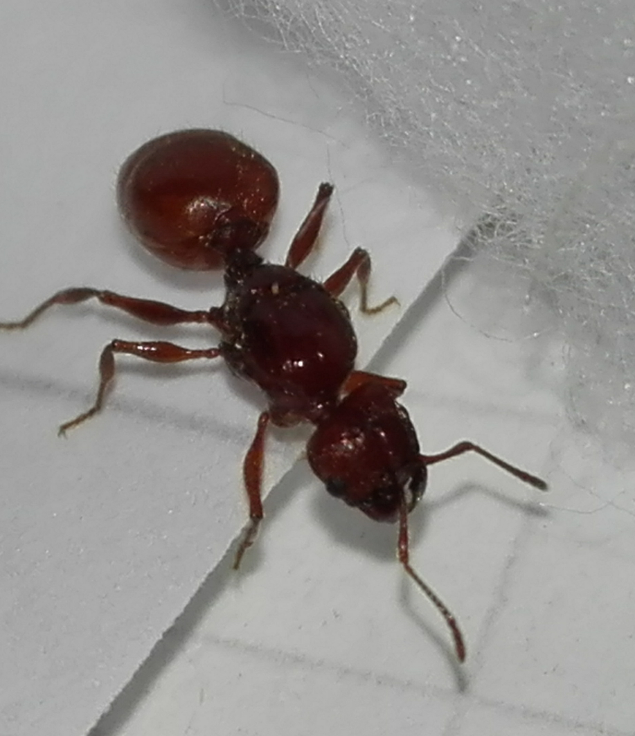 Reina roja 3