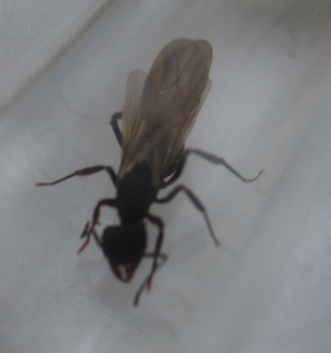 identificar gerson 2