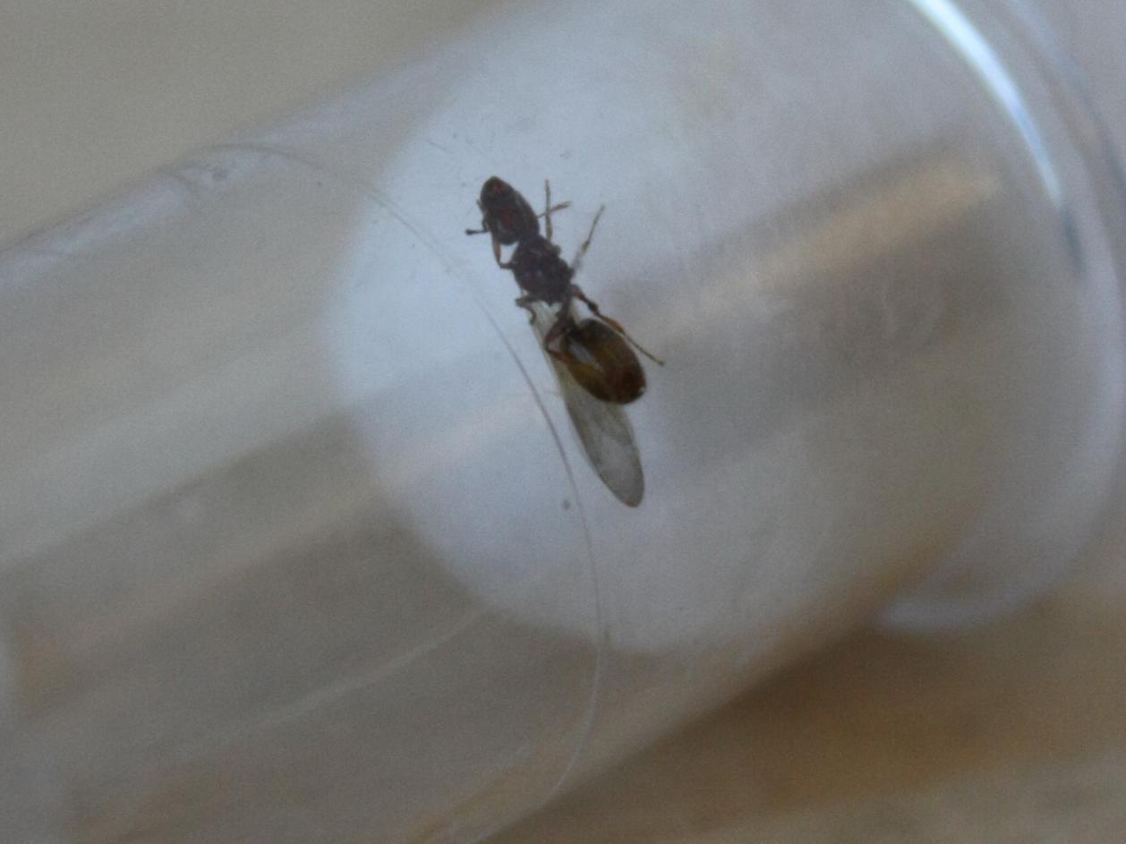 no identificada 3