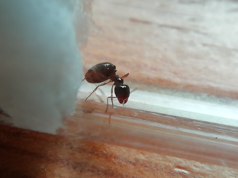 ayuda para identificar