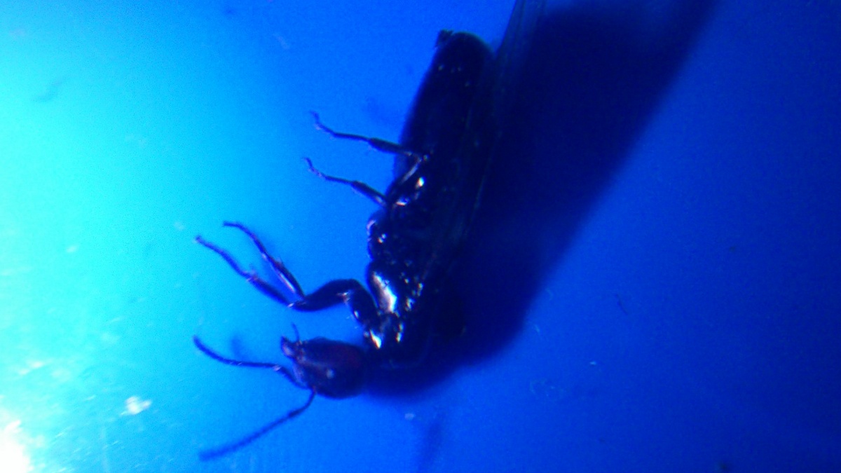 Scutellaris?