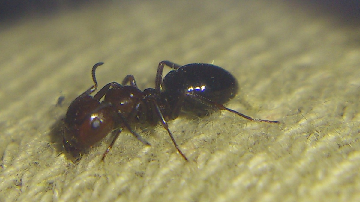 Scutellaris?
