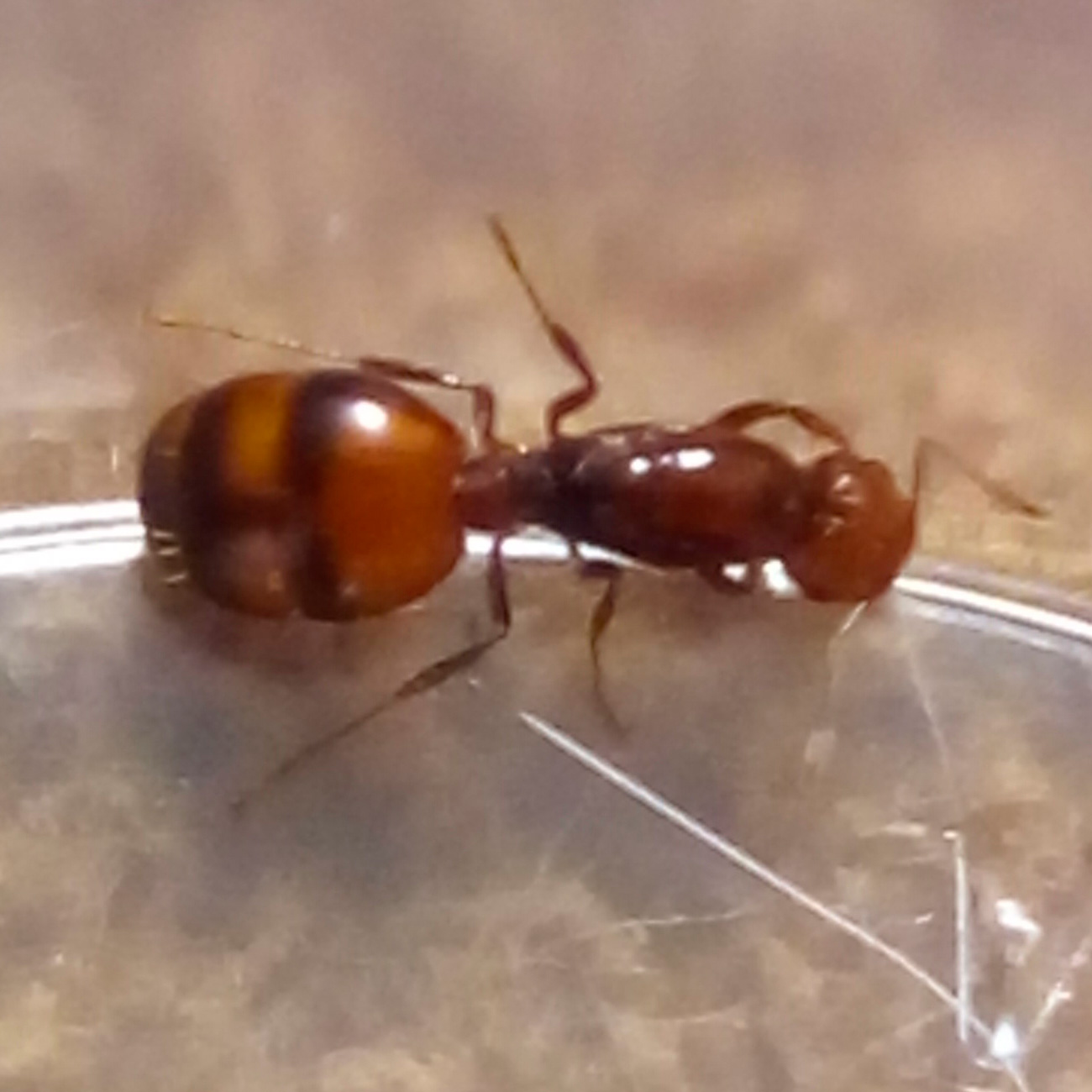 Hormiga sin identificar