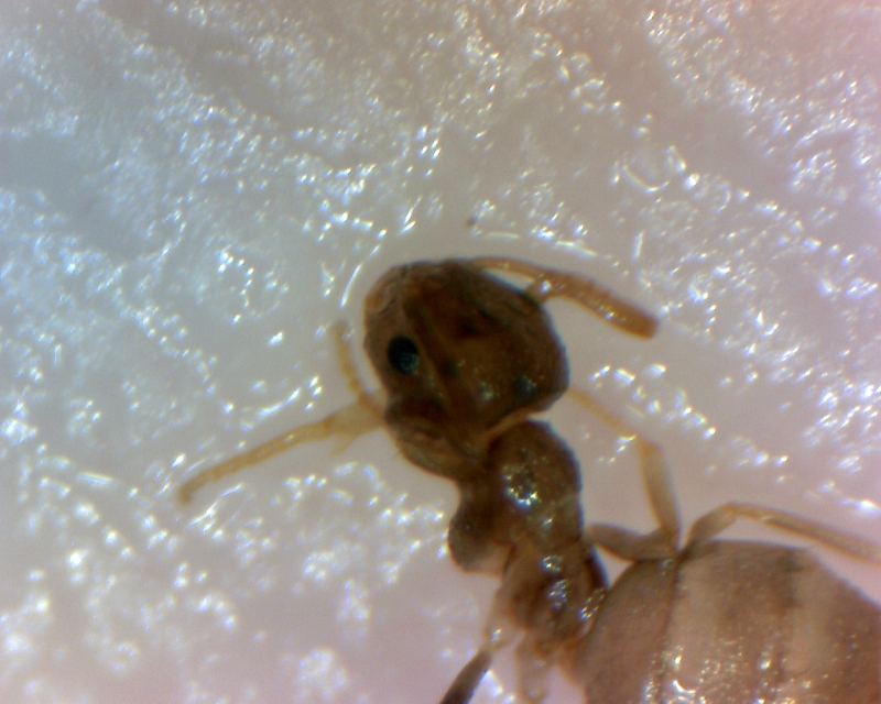 P. pigmaea2?