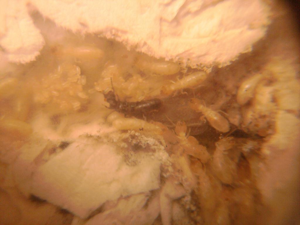 Termitas
