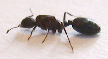 tetramorium0007
