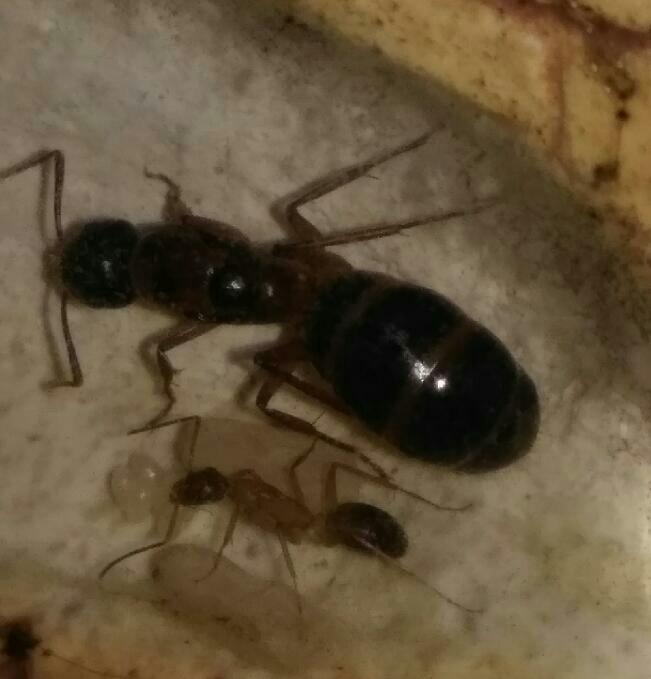 identificacin hormiga reina con 3 lneas amarillas