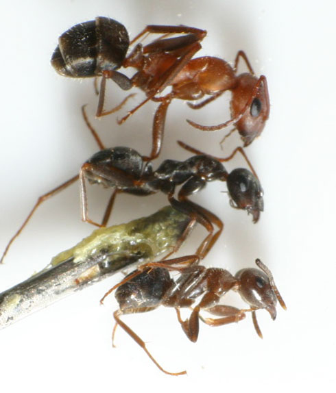 formicas frente a lasius