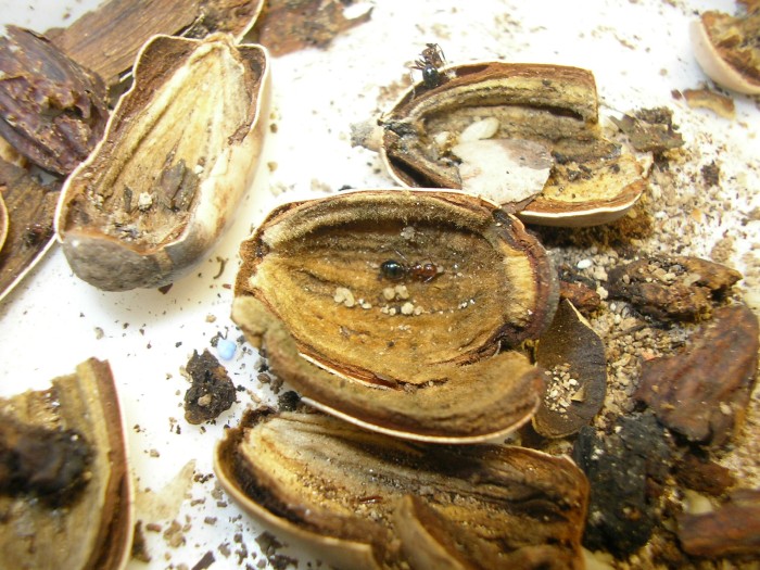 truncstus