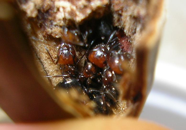 truncatus2