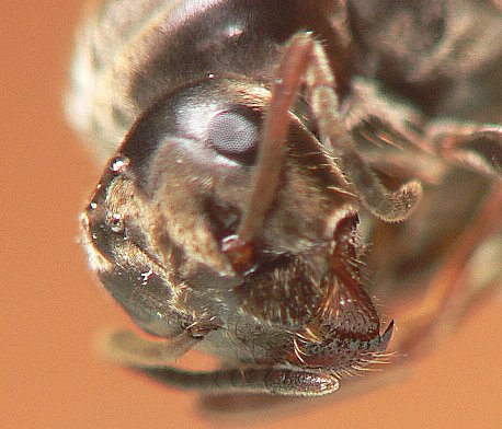 Formicinae