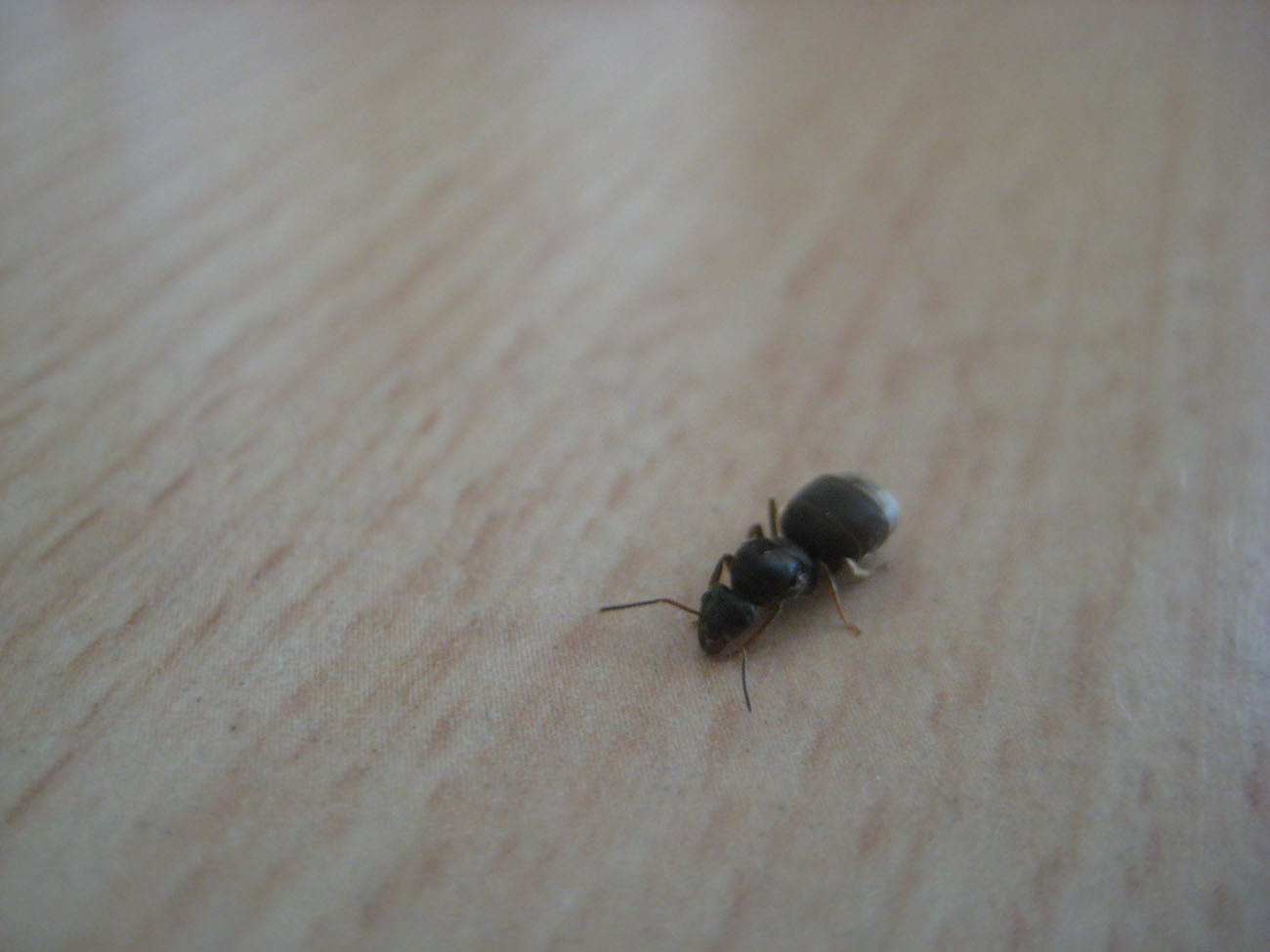 identificar