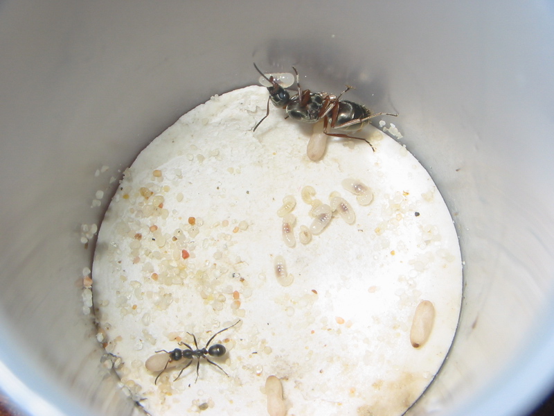 Reina Formica con su primera nurse