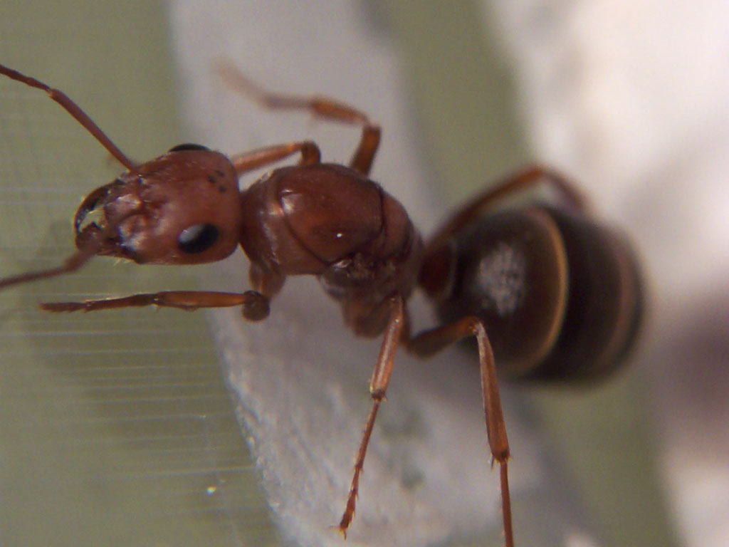 Formica sp, Sierra de Carrascoy 10-Junio