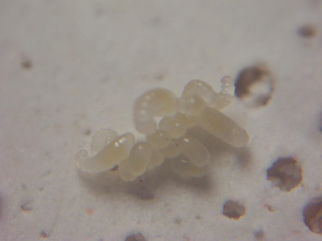 Huevos y Larvas de Formica sp