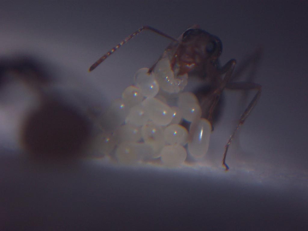Formica sp con huevos y larvas.